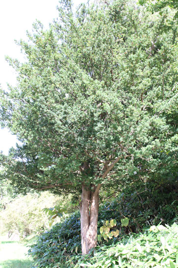 Taxus cuspidata