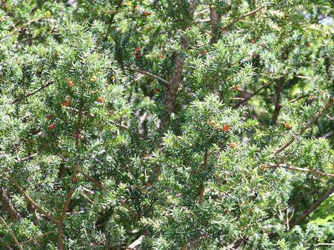 Taxus cuspidata