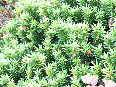 Taxus cuspidata