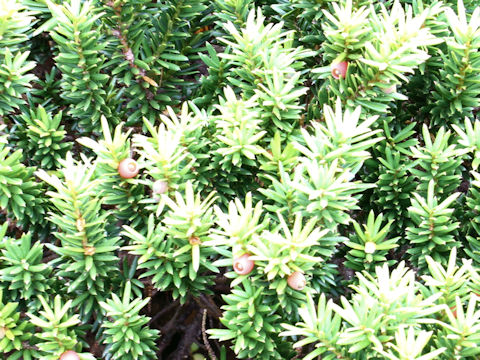 Taxus cuspidata