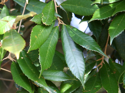 Quercus gilva