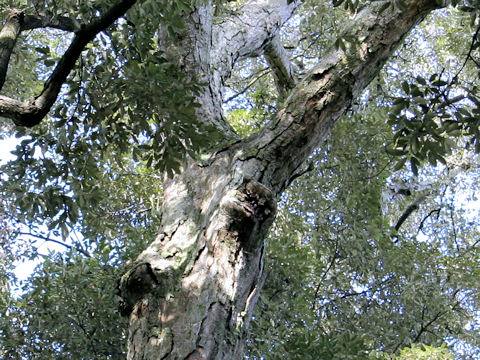 Quercus gilva