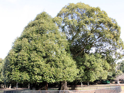 Quercus gilva