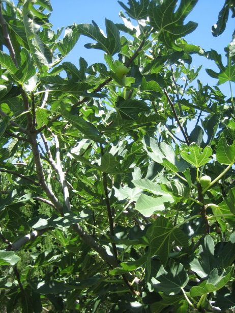 Ficus carica