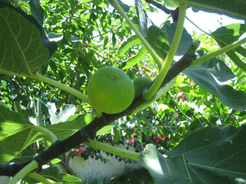 Ficus carica