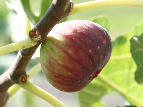 Ficus carica