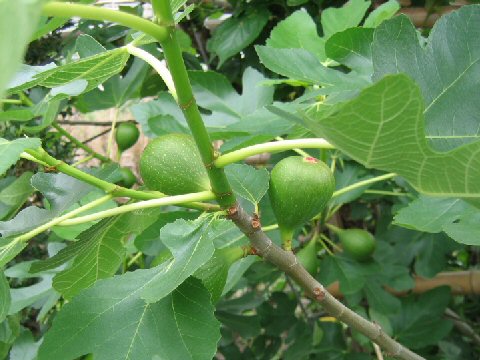 Ficus carica