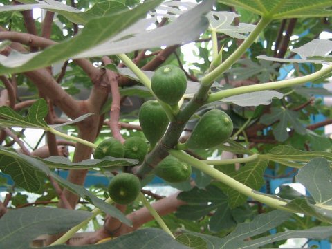 Ficus carica