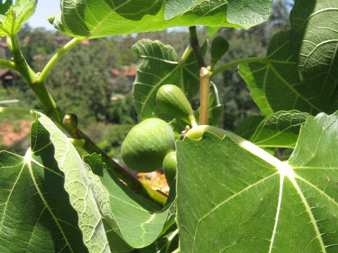 Ficus carica