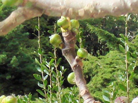 Ficus carica