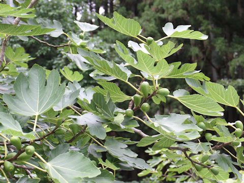 Ficus carica