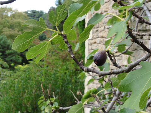 Ficus carica