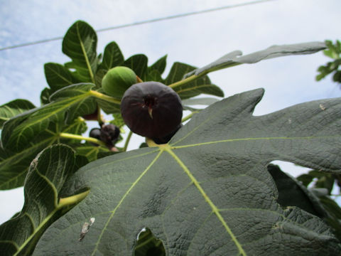 Ficus carica