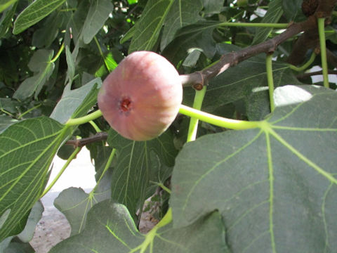 Ficus carica