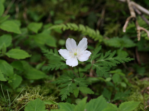 Anemone nikoensis