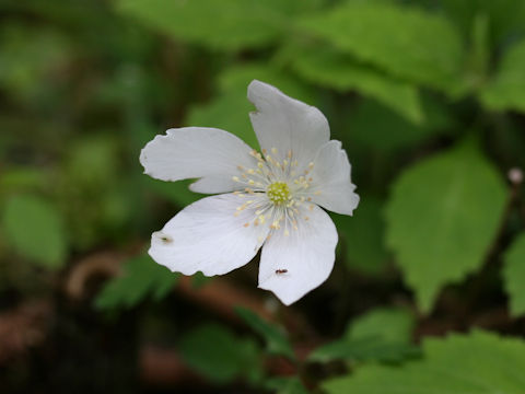 Anemone nikoensis