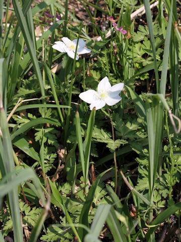 Anemone nikoensis