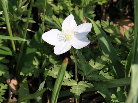 Anemone nikoensis