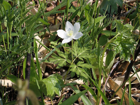 Anemone nikoensis