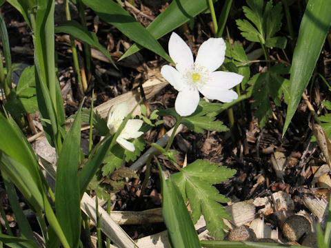 Anemone nikoensis