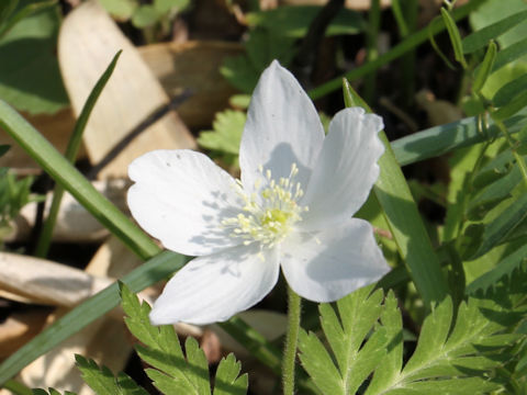 Anemone nikoensis