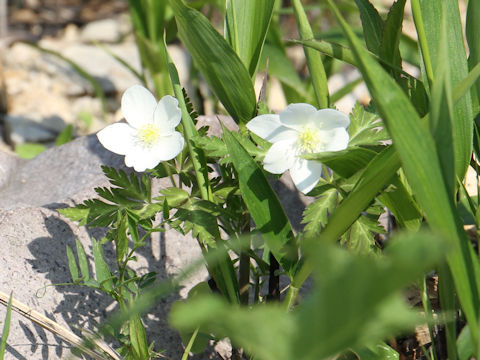 Anemone nikoensis