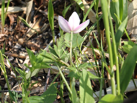 Anemone nikoensis