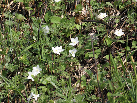 Anemone nikoensis