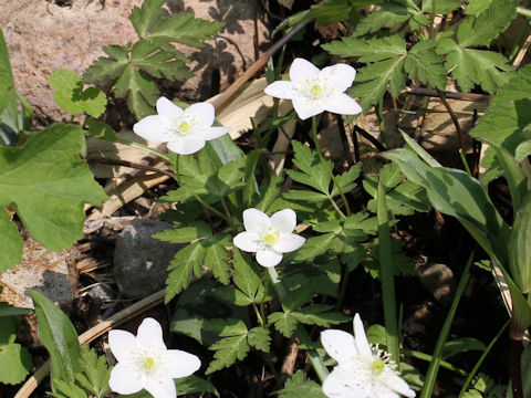 Anemone nikoensis