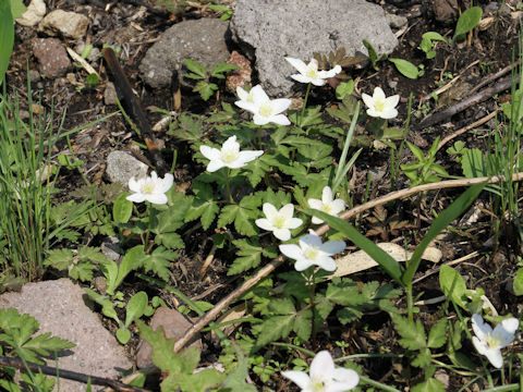 Anemone nikoensis