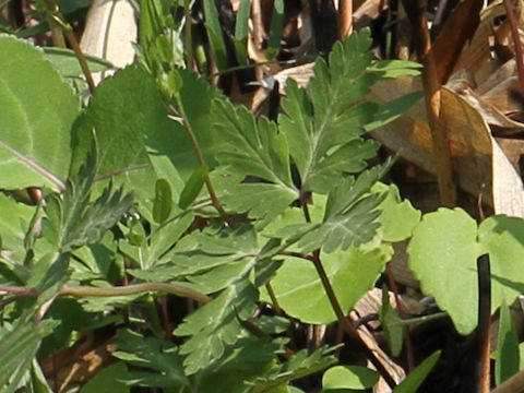 Anemone nikoensis