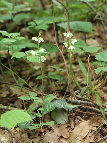 Pyrola japonica