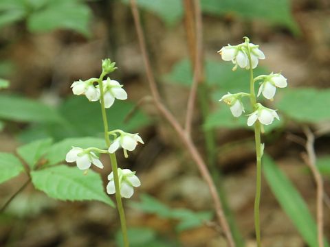 Pyrola japonica