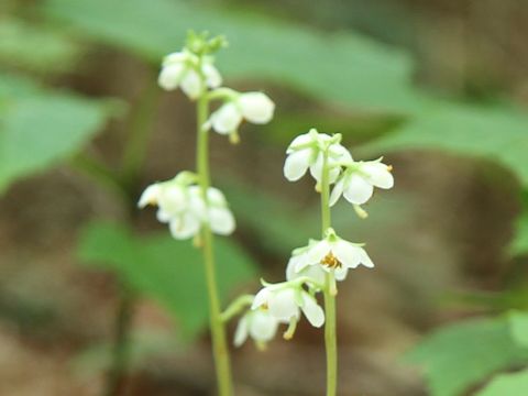 Pyrola japonica