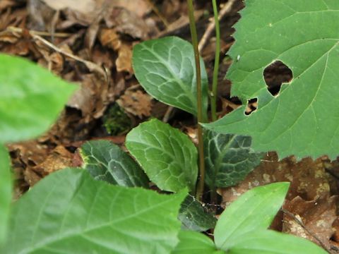 Pyrola japonica