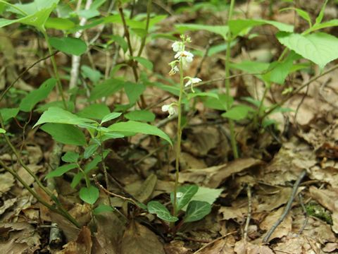 Pyrola japonica