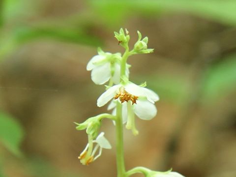 Pyrola japonica