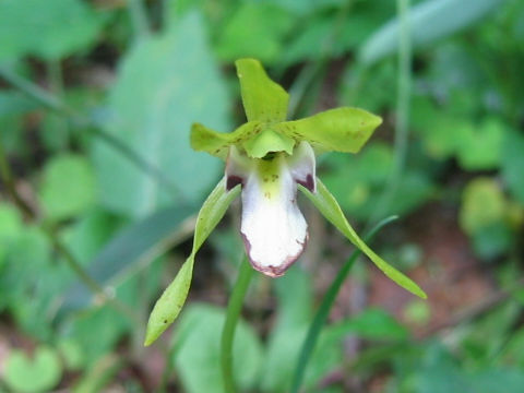 Dactylostalix ringens