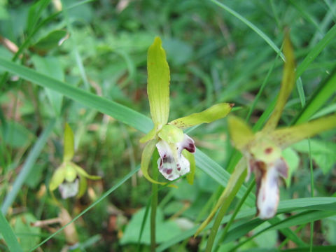 Dactylostalix ringens