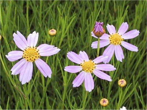 Coreopsis verticillata cv. American Dream