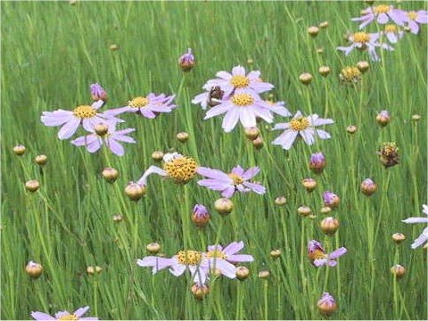 Coreopsis verticillata cv. America Dream