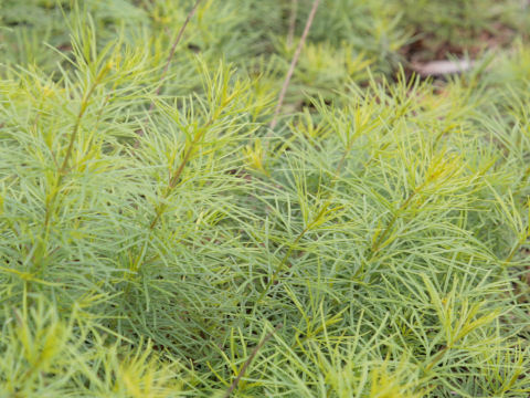 Coreopsis verticillata cv. Zagreb