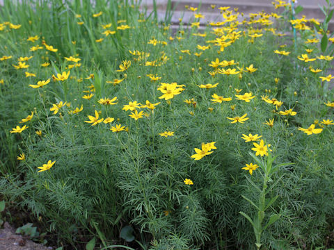 Coreopsis verticillata cv.