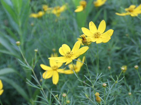 Coreopsis verticillata cv.