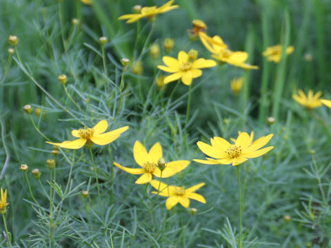 Coreopsis verticillata cv.