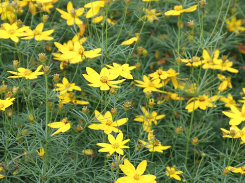 Coreopsis verticillata cv.