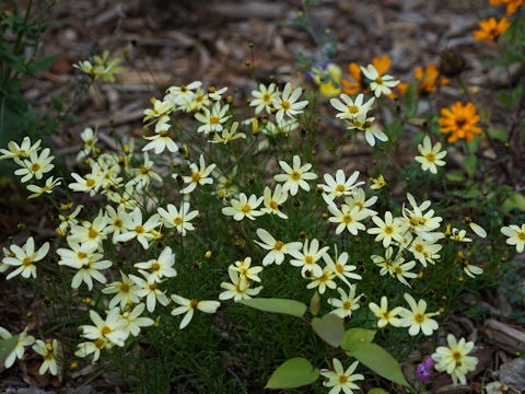 Coreopsis verticillata cv.