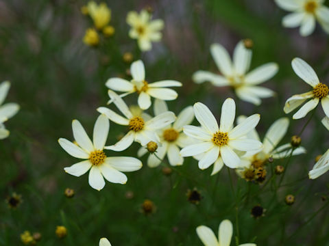 Coreopsis verticillata cv.