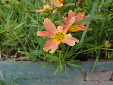 Coreopsis verticillata cv. Creme Caramel