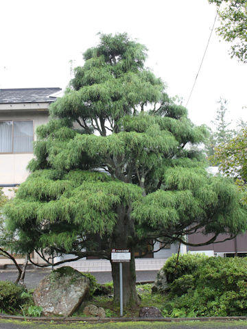 Chamaecyparis pisifera cv. filifera